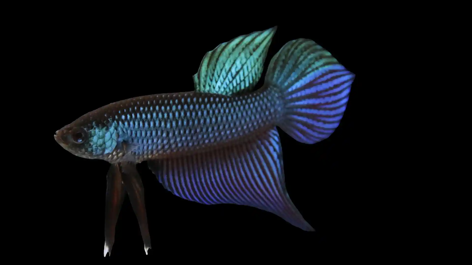 Close documentary view of Smaragdina Betta head crown and operculum showing emerald sheen and dark crown tone.